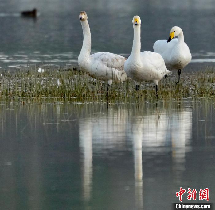 圖為三只大天鵝?！±钣穹?攝