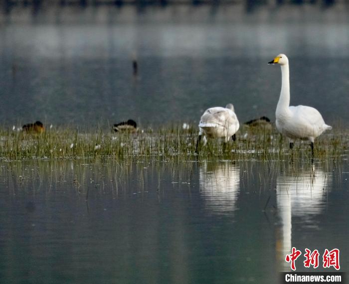 圖為一只大天鵝四處張望。　李玉峰 攝