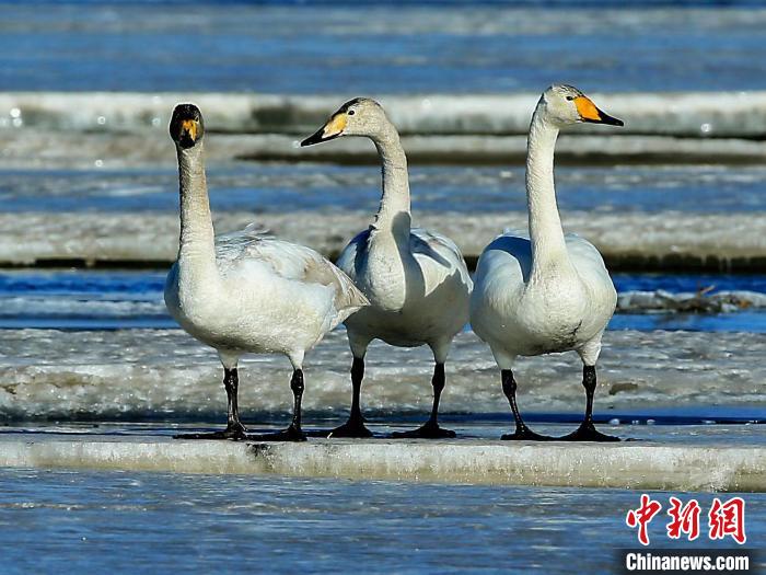 圖為三只天鵝在湖面上曬太陽(yáng)?！『螁⒔?攝