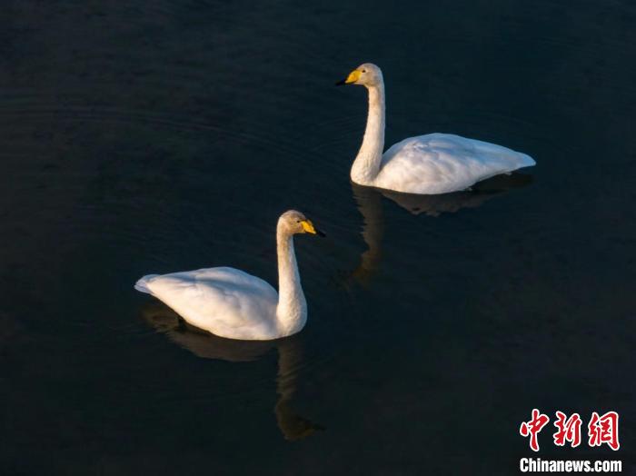 圖為兩只天鵝在湖中游蕩?！『螁⒔?攝