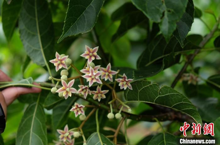 圖為古林箐近地保護的滇桐首次開花?！±顕?攝