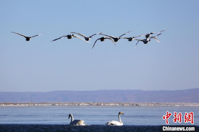 圖為大天鵝在青海湖上空飛翔?！●R怡睿 攝