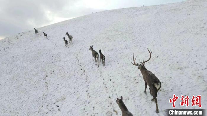 圖為馬鹿群在雪地里行走。　才仁 攝