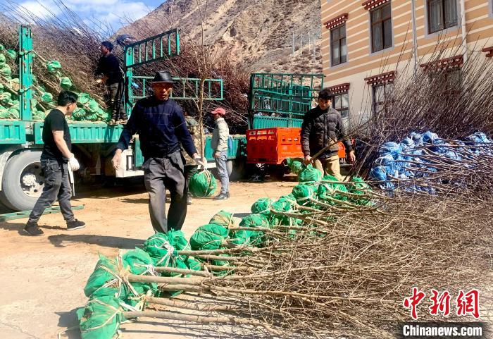 民眾搬運(yùn)苗木。　昌都市芒康縣委宣傳部供圖