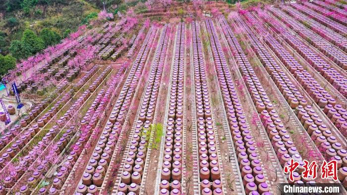 灼灼桃花惹人醉?！㈡?攝