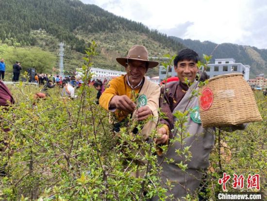 圖為當(dāng)?shù)剞r(nóng)牧民進(jìn)行藏雪茶采摘比賽。　王劍輝 攝