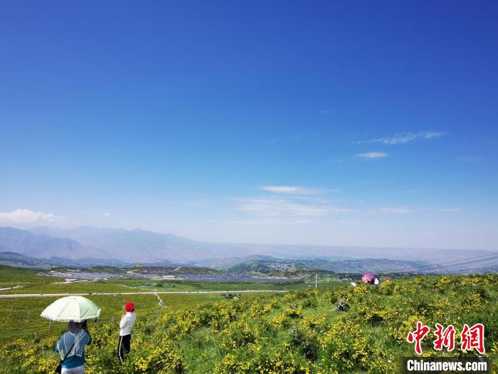 2020年07月07日拍攝于臨夏州積石山縣境內(nèi)，生態(tài)環(huán)境逐漸恢復(fù)，小黃花開遍山間。(資料圖) 殷春永 攝