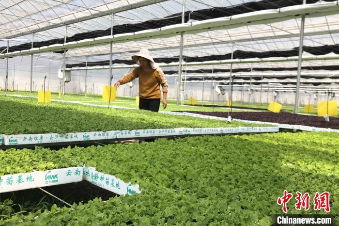 圖為會澤現(xiàn)代化農業(yè)產業(yè)扶貧基地內，貧困戶成為了產業(yè)工人?！】姵?攝