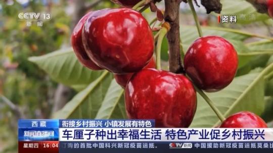 種蘑菇、養(yǎng)駱駝...。。特色產(chǎn)業(yè)助力鄉(xiāng)村振興走新路