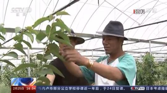 種蘑菇、養(yǎng)駱駝...。。特色產(chǎn)業(yè)助力鄉(xiāng)村振興走新路
