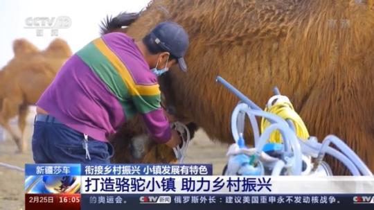 種蘑菇、養(yǎng)駱駝...。。特色產(chǎn)業(yè)助力鄉(xiāng)村振興走新路