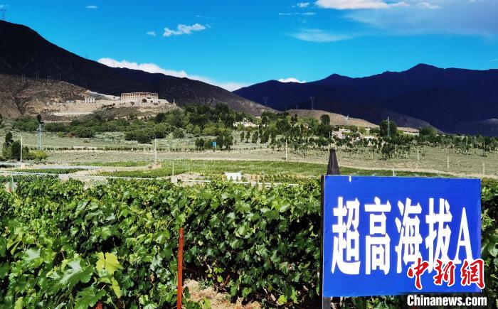 圖為桑日縣種植的葡萄?！∩侥仙Ｈ湛h委宣傳部提供
