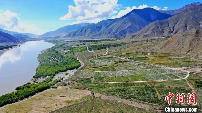 圖為桑日縣葡萄種植基地?！∩侥仙Ｈ湛h委宣傳部提供