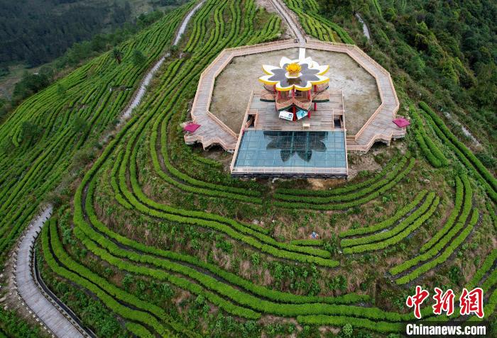 圖為西藏林芝市墨脫縣背崩鄉(xiāng)格林村山頂?shù)木坝^茶園。(無人機(jī)照片) 李林 攝