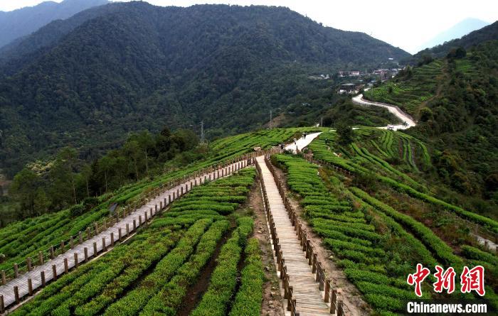 圖為西藏林芝市墨脫縣背崩鄉(xiāng)格林村山頂?shù)木坝^茶園。(無人機(jī)照片) 李林 攝