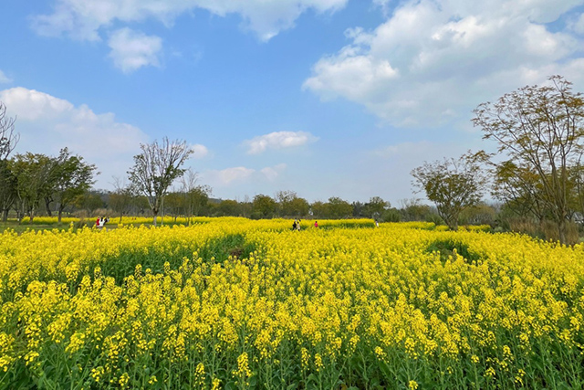 每到油菜花季，就有市民相約到重慶廣陽島上踏青賞花。鄒樂攝