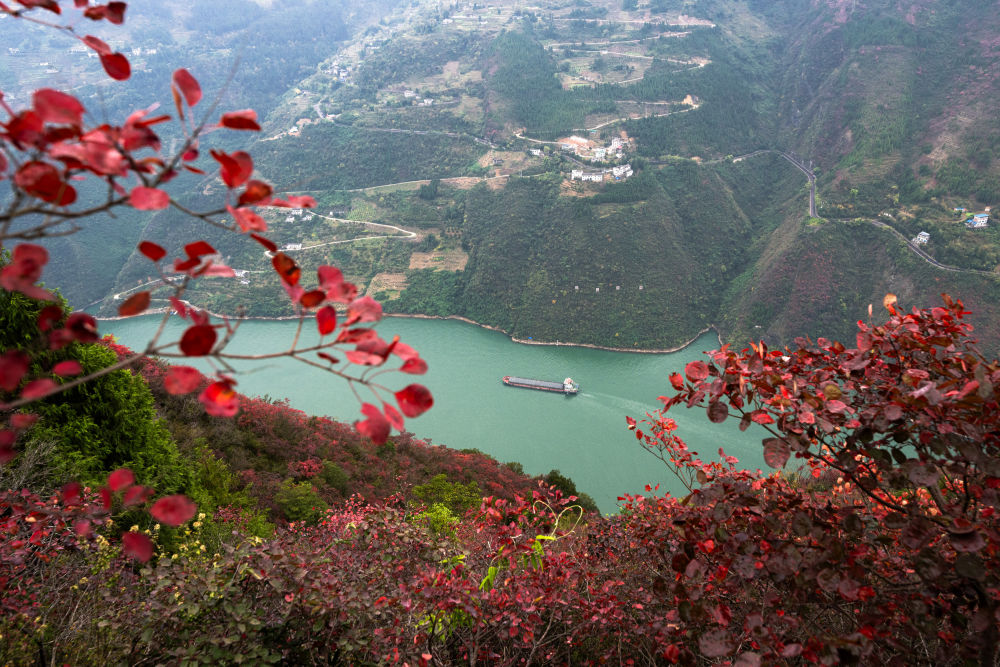 船舶行駛在紅葉掩映下的長(zhǎng)江三峽重慶市巫山縣水域（2023年11月30日攝）。新華社記者 肖藝九 攝