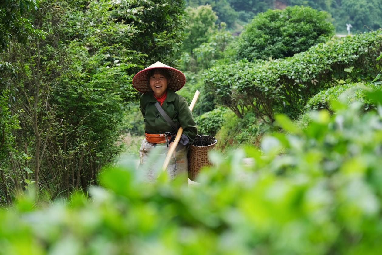 2024年4月24日，湖南省衡陽市耒陽市龍?zhí)伶?zhèn)江頭貢茶葉種植專業(yè)合作社，村民在茶山采摘茶葉，實現(xiàn)了家門口就業(yè)。