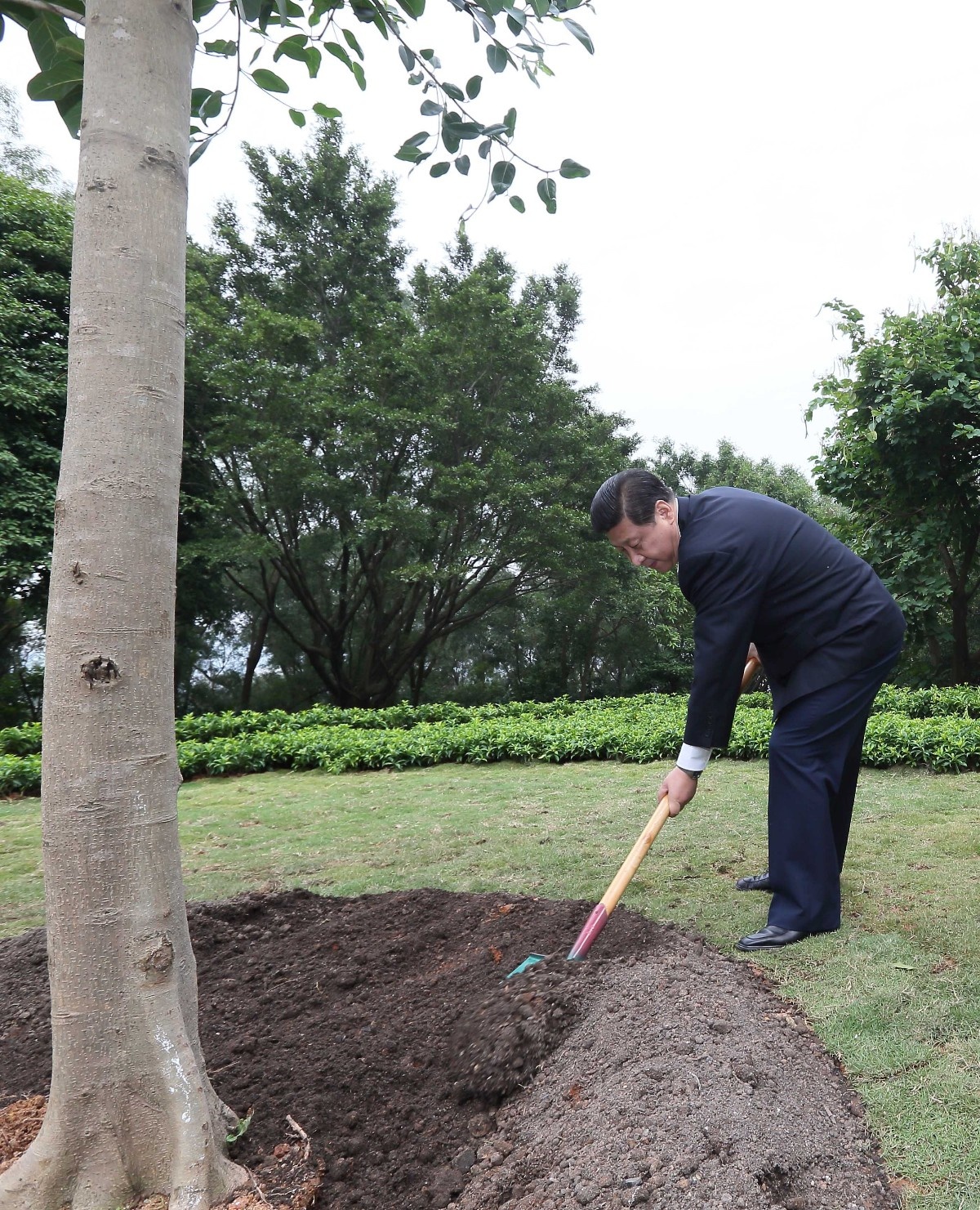 2012年12月8日，習(xí)近平在深圳蓮花山公園種下一棵高山榕樹。