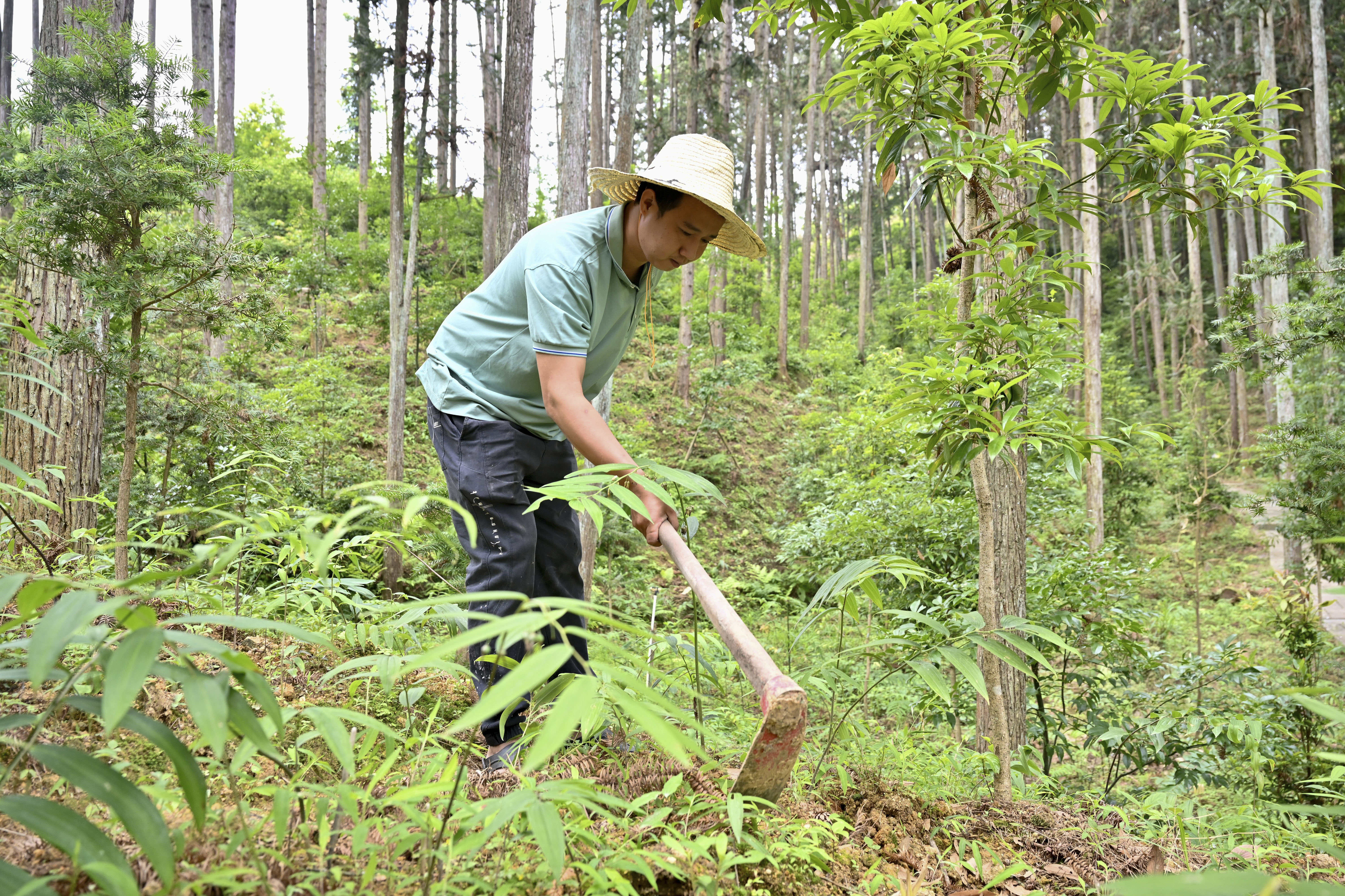 2024年5月9日，福建省三明市馬巖林下經(jīng)濟(jì)種植示范基地工人在管理林下種植的多花黃精。