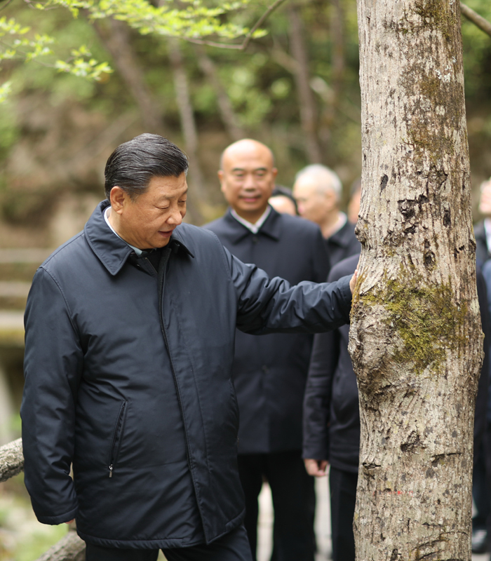 　2020年4月，習(xí)近平總書(shū)記來(lái)到位于商洛市柞水縣的秦嶺牛背梁國(guó)家級(jí)自然保護(hù)區(qū)，考察秦嶺生態(tài)保護(hù)情況。新華社記者 鞠鵬 攝