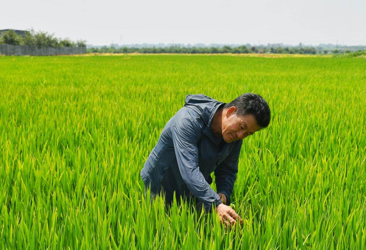 程夕兵在農(nóng)田里檢查水稻種植情況。人民網(wǎng)記者 周坤 攝