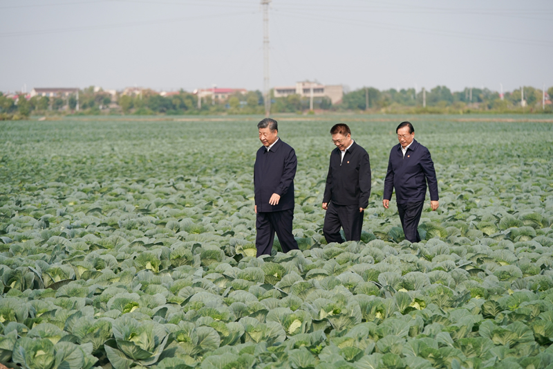 2024年11月5日，習(xí)近平總書記在湖北嘉魚潘家灣鎮(zhèn)十里蔬菜長廊考察。