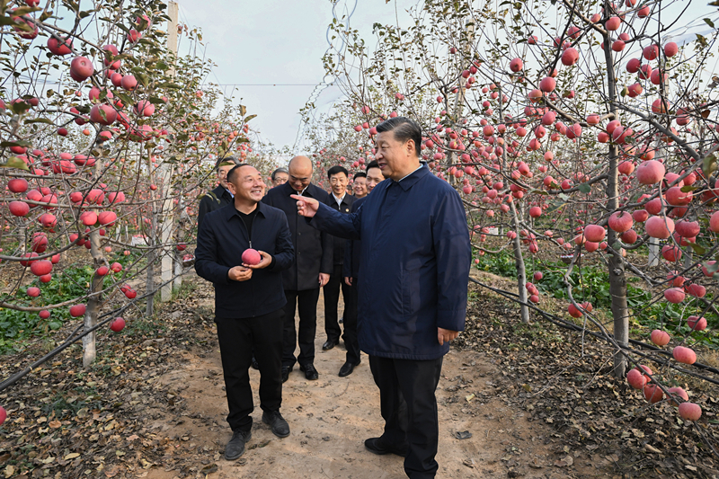 2022年10月26日，習(xí)近平總書記在陜西省延安市安塞區(qū)高橋鎮(zhèn)南溝村的蘋果園里同老鄉(xiāng)們親切交流。