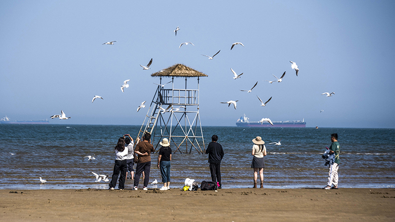 2024年5月12日，河北秦皇島，北戴河鴿子窩公園成群海鷗在天空中自由翱翔，與大海、藍(lán)天構(gòu)成了一幅美麗的畫卷。