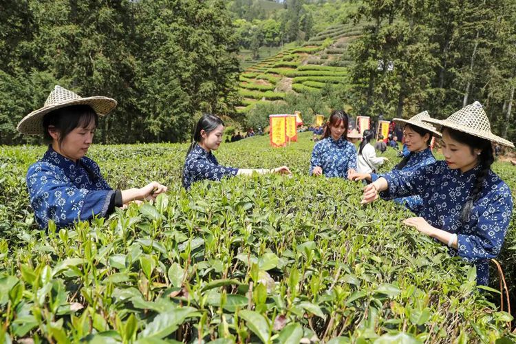 2025年4月13日，福建武夷山市星村鎮(zhèn)朝陽村茶農在生態(tài)茶園展示采茶。新華社發(fā)（邱汝泉 攝）