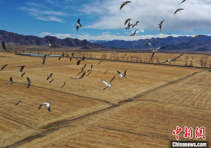 圖為黑頸鶴在拉薩市林周縣境內(nèi)飛翔?！∝暩聛?lái)松 攝