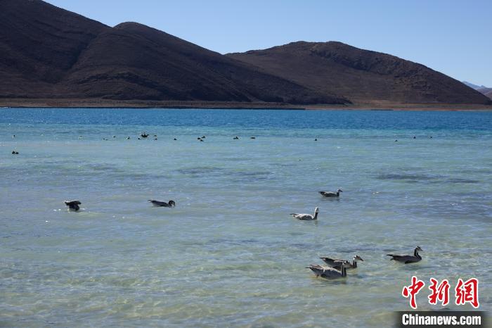 圖為過冬的候鳥在羊湖游弋?！∪轿木?攝