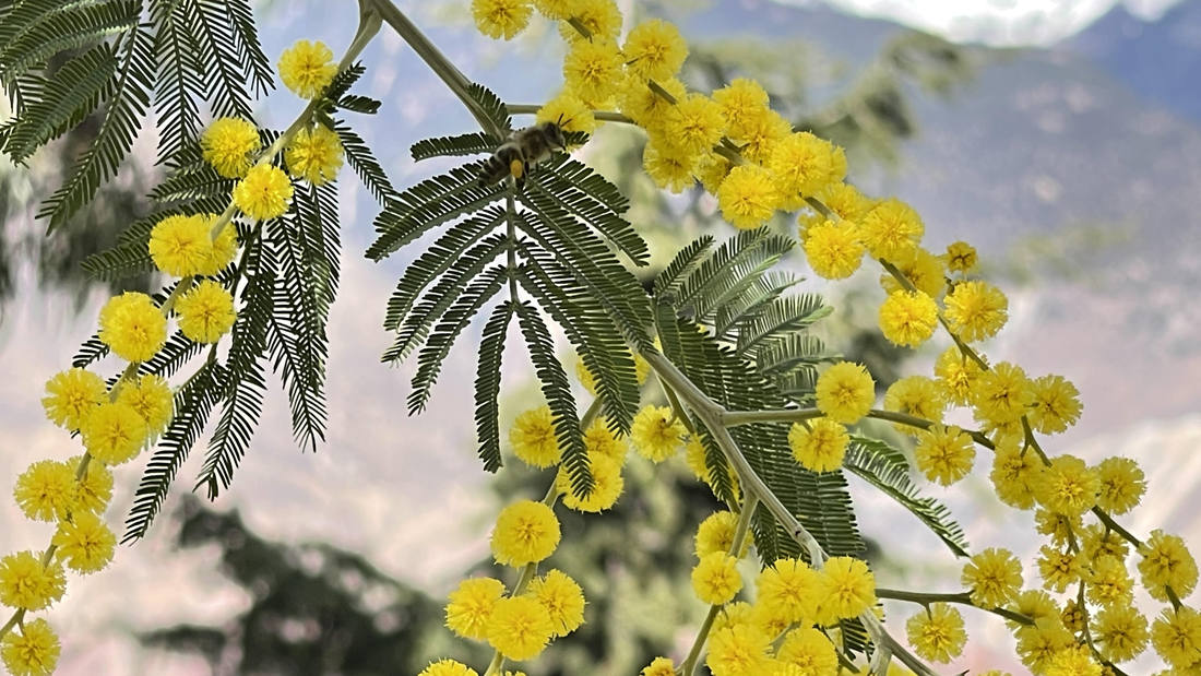 蜜蜂在金合歡花枝上休憩。