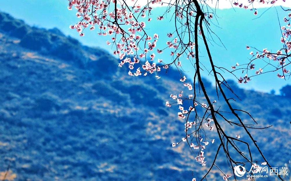 清麗的桃花。人民網 李海霞攝
