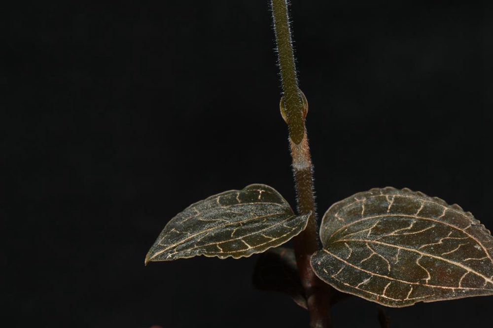 墨脫金線蘭。金效華攝
