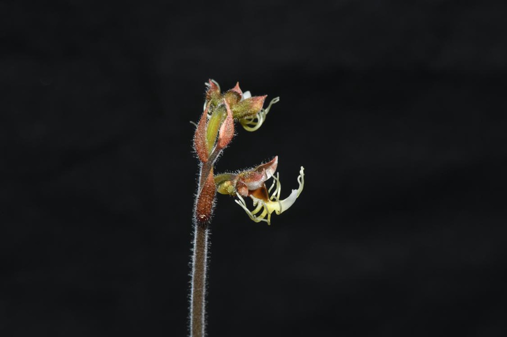 墨脫金線蘭。金效華攝
