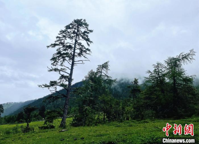 6月10日，魯朗小鎮(zhèn)高山牧場(chǎng)景區(qū)風(fēng)光?！∪轿木?攝