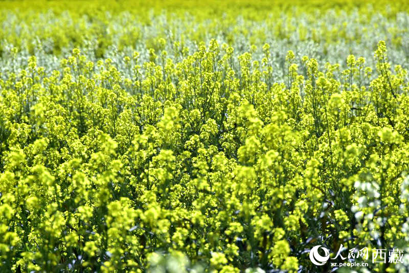 盛開的小油菜花。人民網(wǎng) 李海霞攝