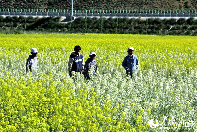 小孩在油菜花田嬉戲。人民網(wǎng) 李海霞攝