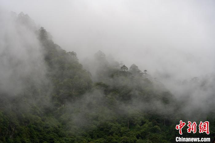 雨后勒布溝的云霧。　江飛波 攝