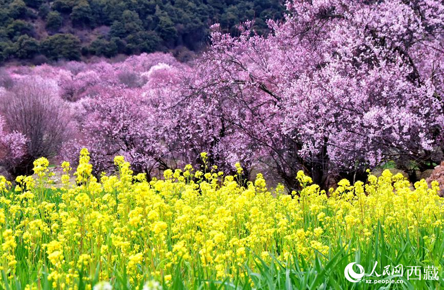 桃花與油菜花勾勒出別樣風(fēng)景。 人民網(wǎng) 李海霞攝
