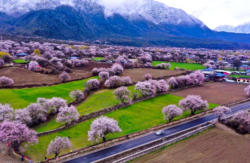 波密縣傾多鎮(zhèn)如納村盛開的桃花。徐馭堯攝