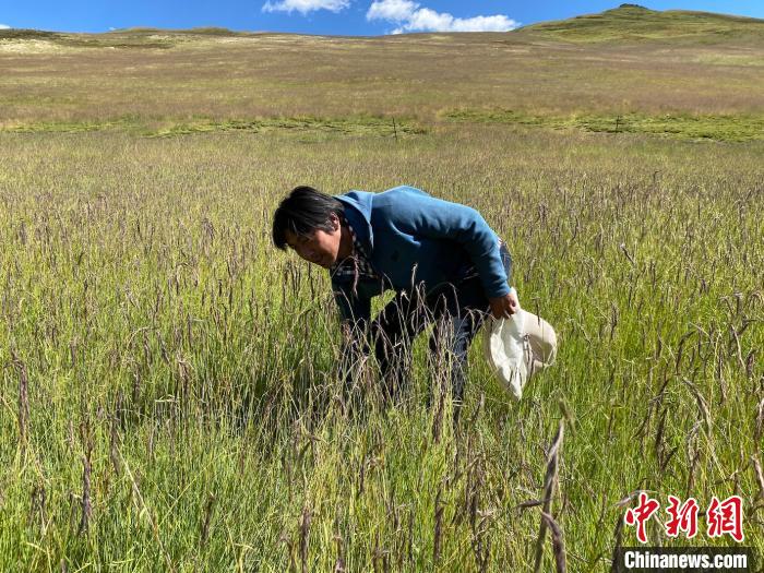 圖為多智正在自家牧場中撿垃圾。　李江寧 攝