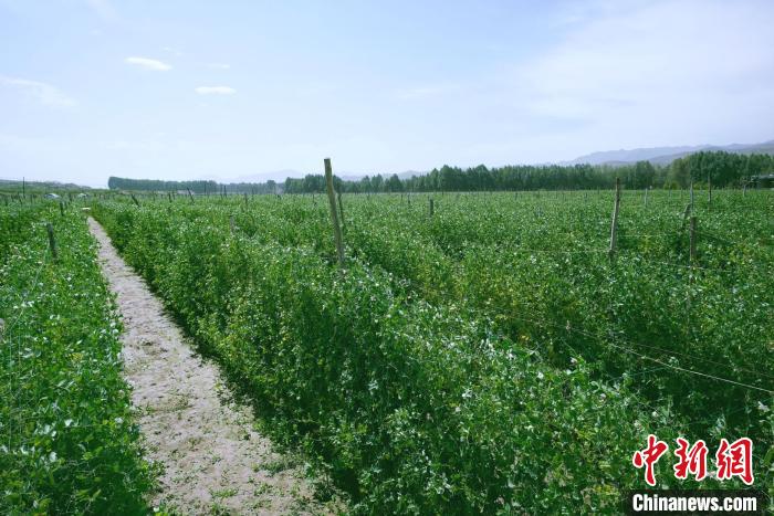 天祝縣高原綠色(有機(jī))蔬菜基地種植的食用莢豆。　闕道華 攝