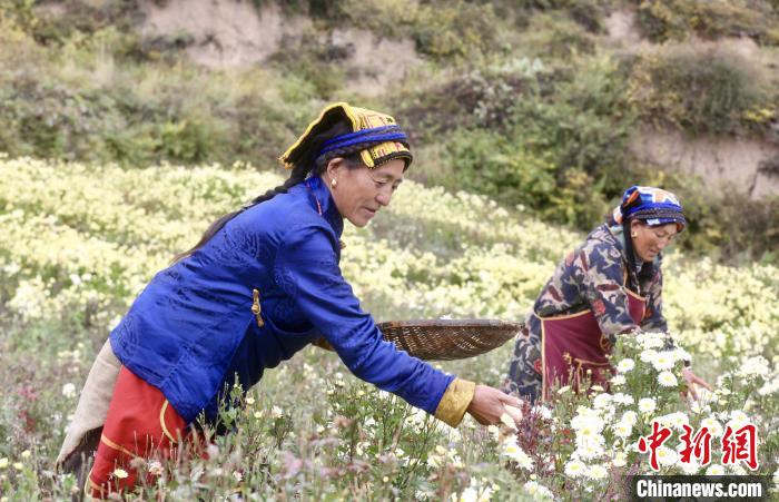 黑水村民在采摘杭白菊。桐鄉(xiāng)市宣傳部提供