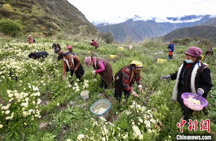 “落戶”黑水的杭白菊。桐鄉(xiāng)市宣傳部提供