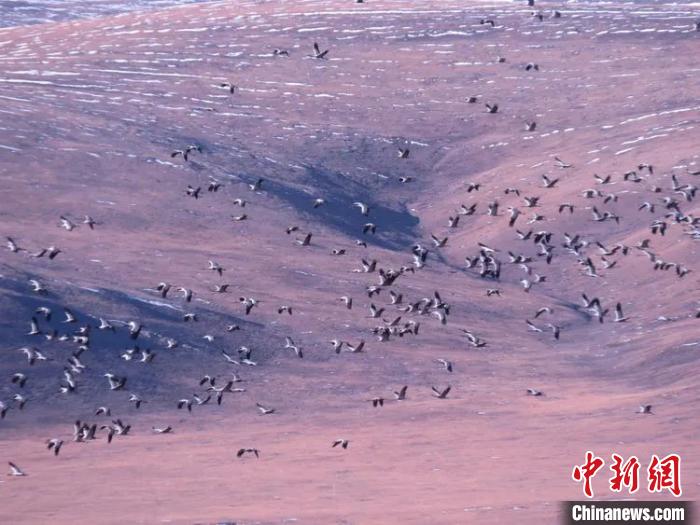 圖為在嘉塘草原上飛翔的黑頸鶴。稱(chēng)多縣委宣傳部供圖