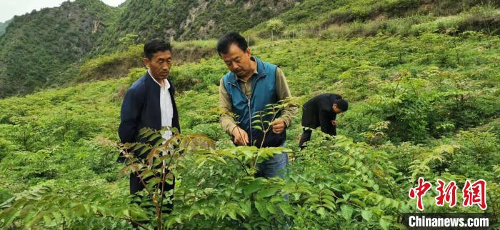 圖為張金利調(diào)研適合阿拉村種植的農(nóng)作物，經(jīng)過不斷改良技術(shù)后，產(chǎn)量大大提高。(資料圖)甘肅省水利廳供圖