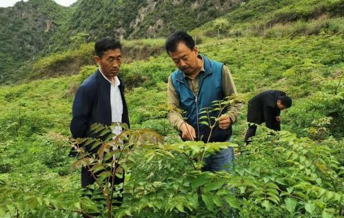 圖為張金利調(diào)研適合阿拉村種植的農(nóng)作物，經(jīng)過(guò)不斷改良技術(shù)后，產(chǎn)量大大提高。(資料圖)甘肅省水利廳供圖