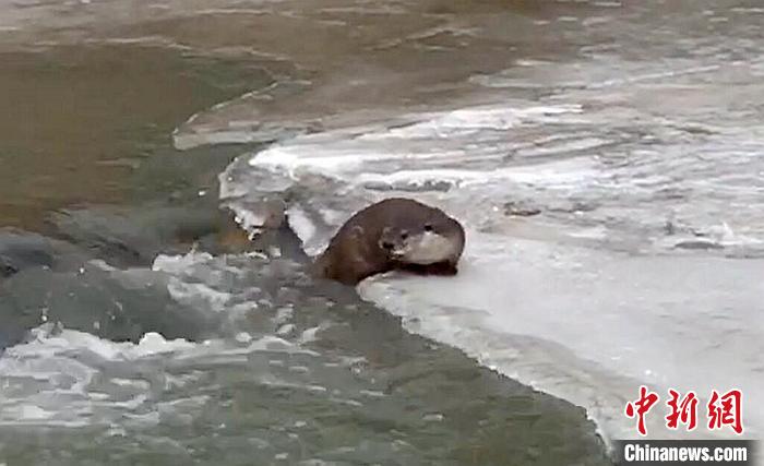 冰面上的國家二級保護動物小爪水獺。視頻截圖